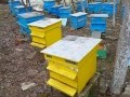 Обява Продавам пчелни плодникови  рамки 10 бр.