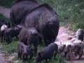 Обява Продавам източнобалкански  прасенца, майки и нерези
