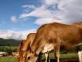 Обява Биосертифицирани дойни крави Джерсей за продан