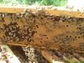 Обява Натурален, пчелен мед 2021.