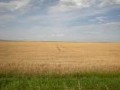Обява Купувам земеделска земя в област Хасково