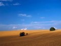 Обява 50дк обработваема земя в област Хасково