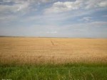 Обява купувам земеделски земи в област Добрич