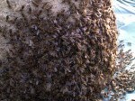Обява ПРОДАВАМ пчелни семейства в тръвни
