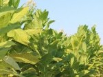 Обява Серифицирани семена ориенталски тютюн