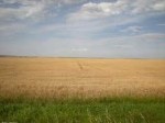 Обява Купувам земеделска земя в област Русе