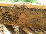 Обява Натурален, пчелен мед 2021.