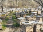 Обява Пчелни семейства 200лв. и отводки 100лв. многокорпусни
