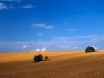 Обява 50дк обработваема земя в област Хасково