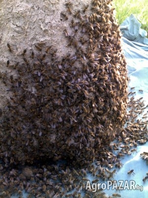 ПРОДАВАМ пчелни семейства в тръвни