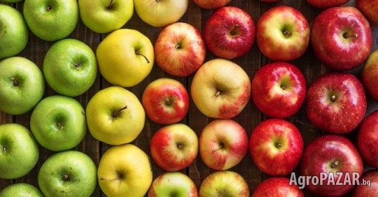 Ябълки за преработка и фреш